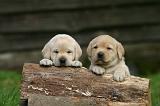 LABRADOR 1293